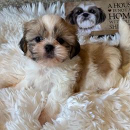 AKC - Golden Nugget Champion Bloodline - Gold and white male Shih Tzu puppy in Long Beach, California from Prieto Shih-Tzu's