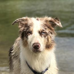 Zephi - Border Collie