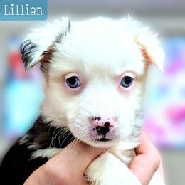 Lillian - Blue merle female Miniature Australian Shepherd puppy in Punta Gorda, Florida from Christie's Creekside Aussies