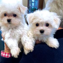 Maltese Puppies from Oakgrove Maltese