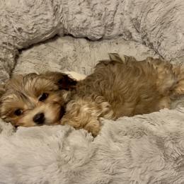 Poppy - Red sable female Havanese puppy in Dallas/Fort Worth, Texas from Sweet Feats Havanese