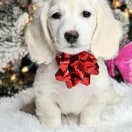 Dachshund Puppies from RRD