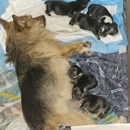 Companion Cross and Pembroke Welsh Corgi Puppies from Cutest Corgi's of Austin