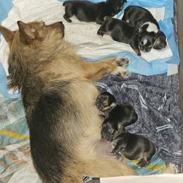 Companion Cross and Pembroke Welsh Corgi Puppies from Cutest Corgi's of Austin