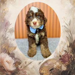 Rembrandt - Brown and white male Bernedoodle puppy in Norcross, Georgia from Teddy Puppies