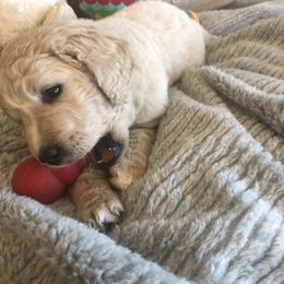 Goldendoodle Puppies from Kellee's Goldendoodles