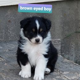 Australian Shepherd Puppies from Bar G Australian Shepherds