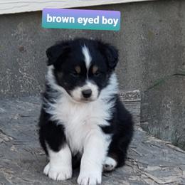 Australian Shepherd Puppies from Bar G Australian Shepherds