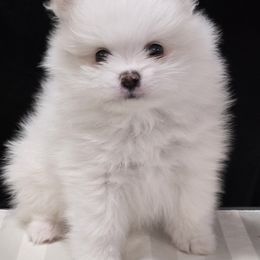Jarrod - White male Pomeranian puppy in Cornville, Arizona from Glacial Pomeranians