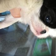 Japanese Chin Puppies from Montra Japanese Chin