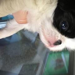 Japanese Chin Puppies from Montra Japanese Chin
