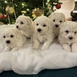 Bichon Frise Puppies from Charming Bichons