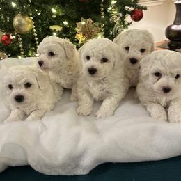 Bichon Frise Puppies from Charming Bichons
