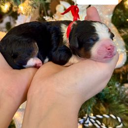 Mack - Tri-color male Bernedoodle puppy in Auburndale, Florida from Florida Mini Bernedoodles