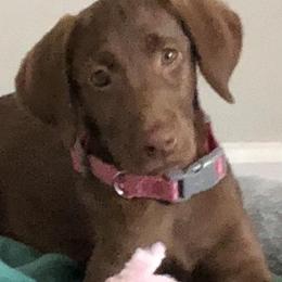 Labrador Retriever Puppies from AimPowers Retrievers