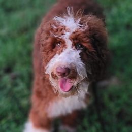 Bernedoodles and Goldendoodles from Austin Doodles & Poodles