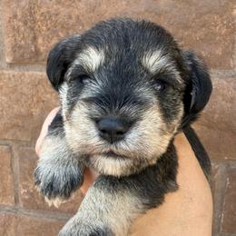 Boy 1 - Salt and pepper male Miniature Schnauzer puppy in Avondale, Arizona from Campos Schnauzers