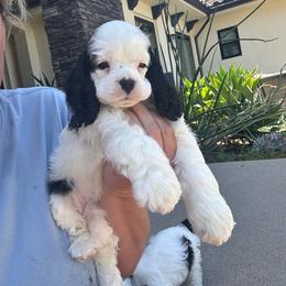 Yellow collar male - Black and white male Cocker Spaniel puppy in Bonsall, California from CuttinBlue Farms