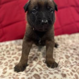 Hakoda - Mahogany male xDutch Shepherd puppy in Chelsea, Alabama from Alliance K9