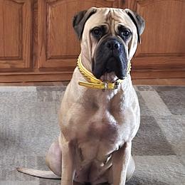 Bullmastiff puppies from Showdown Kennels