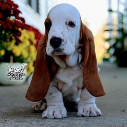 Feb - Mahogany and white male Basset Hound puppy in Pollock, Missouri from Northstar