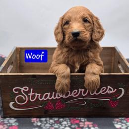 Woof - Red  male Goldendoodle puppy in Neillsville, Wisconsin from Granton Creek