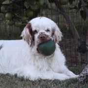 Clumber Spaniels from Ruxland Clumber Spaniels