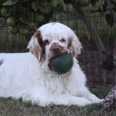 Clumber Spaniels from Ruxland Clumber Spaniels