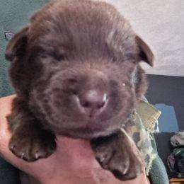 Boy 5 - Labrador Retriever puppy from Brownstone Labradors