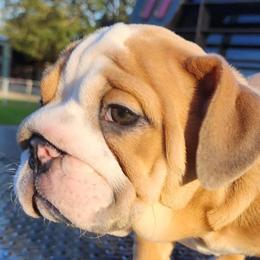 Bulldog Puppies from Adorable Bulldogs