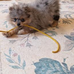 Milly - Blue merle female Pomeranian puppy in Danielsville, Georgia from PassionatePomPoms
