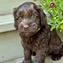 Mouse - Chocolate male Australian Labradoodle puppy in Mount Gilead, North Carolina from Tillery Labradoodles