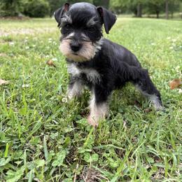 Millie - Black and silver female Miniature Schnauzer puppy in Jayess, Mississippi from Barbara Clark