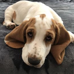 Honey - Basset Hound