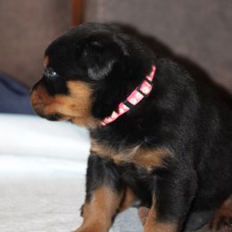 Rottweiler Puppies from Cross Creek Rottweilers