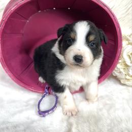 Tessa - Black tri-color female Australian Shepherd puppy in Vail, Iowa from Homegrown Huskies