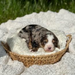 Vinnie - Merle male Bernedoodle puppy in Bremen, Indiana from Farmland Doodles