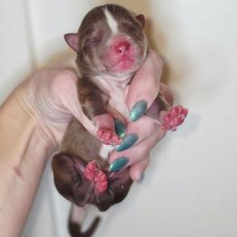 Aramis - Chocolate male Pomsky puppy in Christiana, Tennessee from Smoky Mountain Pomskies