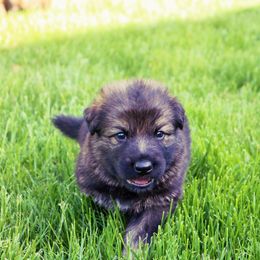 German Shepherd Puppies from Wurdevoll Kennels
