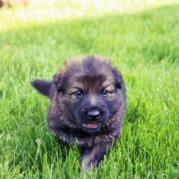 German Shepherd Puppies from Wurdevoll Kennels