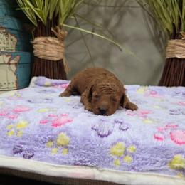 Trixie (AKC) - Red  female Poodle puppy in Rainbow City, Alabama from Spinks Poodles