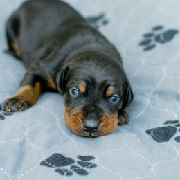 Mr Beige Collar - Black and rust male Doberman Pinscher puppy in Poolville, Texas from Tx Pups