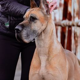 Darling - Great Dane