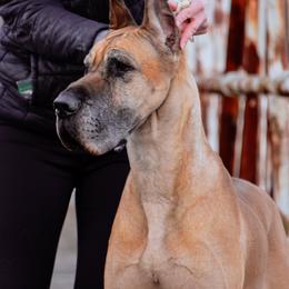 Darling - Great Dane