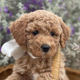 Athena - Apricot female Labradoodle puppy in Murray, Utah from Swann's Kennels