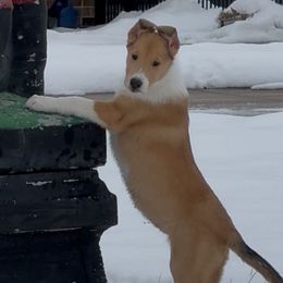 Charlotte - Sable female Collie puppy in Tinley Park, Illinois from Rohde Collies & Shetland Sheepdogs