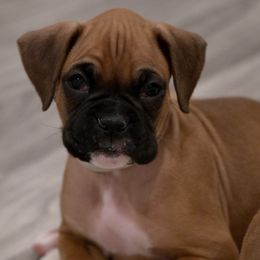 Ryder Landry - Fawn Boxer puppy in Eagles Mere, Pennsylvania from JaDor Boxers