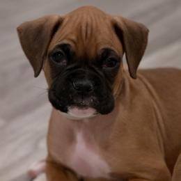 Ryder Landry - Fawn Boxer puppy in Eagles Mere, Pennsylvania from JaDor Boxers