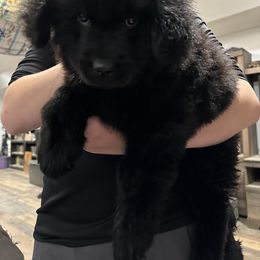 Red AKA America - Newfoundland puppy from Crystal Waters Newfoundlands