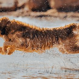 Golden Retrievers and Labrador Retrievers from Sinfully sweet kennel